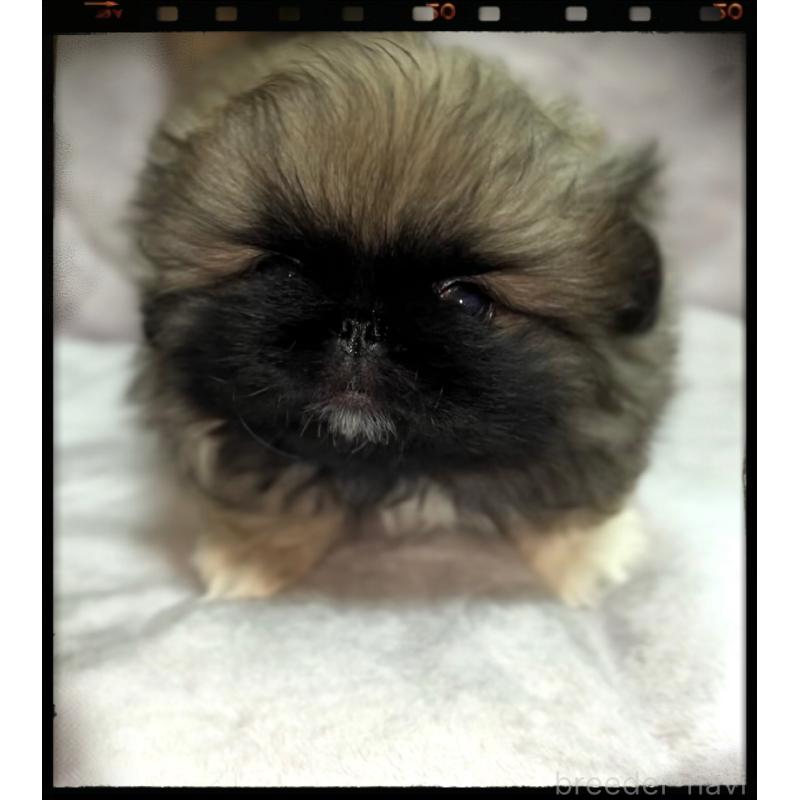 販売中の北海道のペキニーズ-429188の2枚目