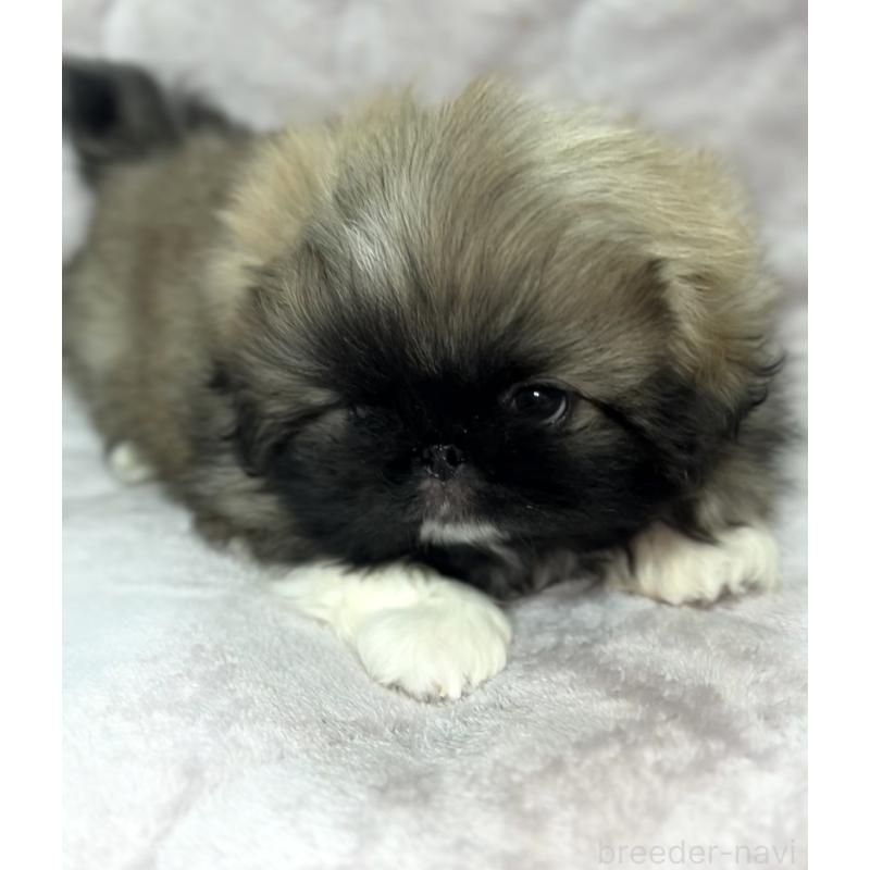 販売中の北海道のペキニーズ-429189の5枚目