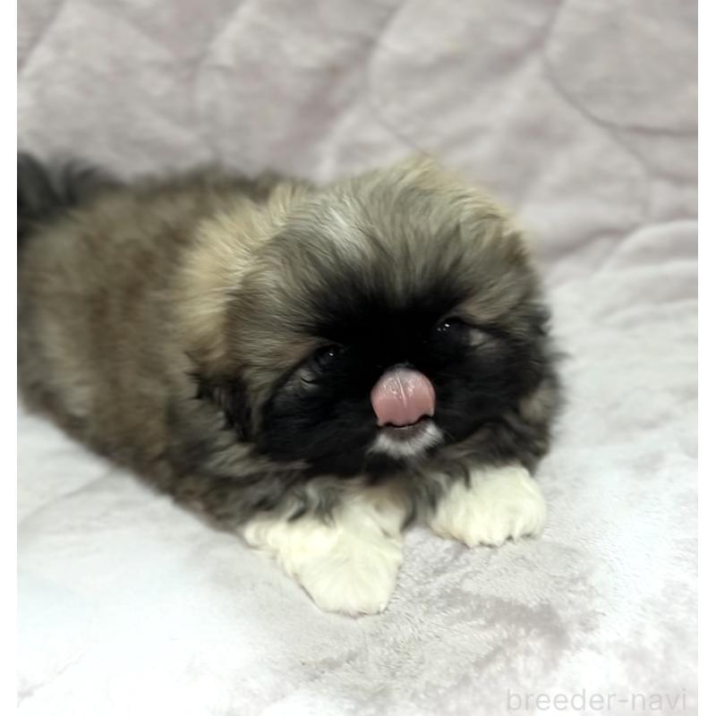 販売中の北海道のペキニーズ-429189の4枚目