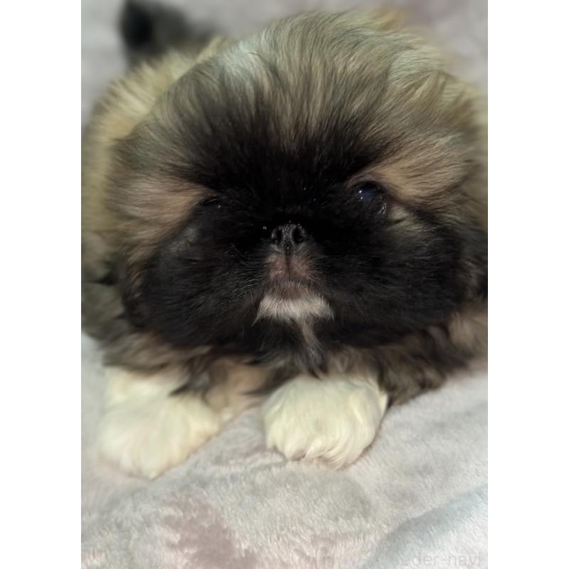 販売中の北海道のペキニーズ-429189の3枚目