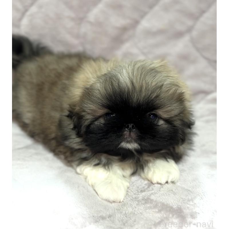 販売中の北海道のペキニーズ-429189の2枚目