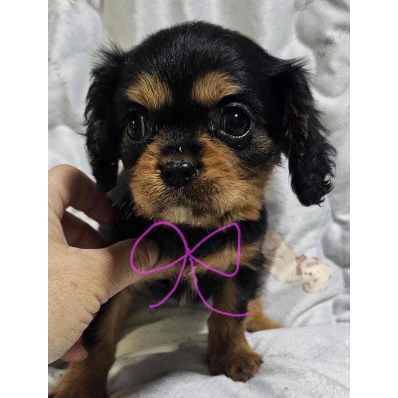 販売中の岩手県のキャバリアキングチャールズスパニエル-429191の1枚目