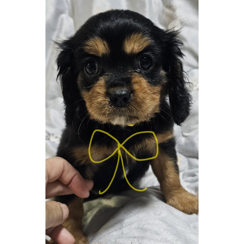 販売中の岩手県のキャバリアキングチャールズスパニエル-429192の1枚目