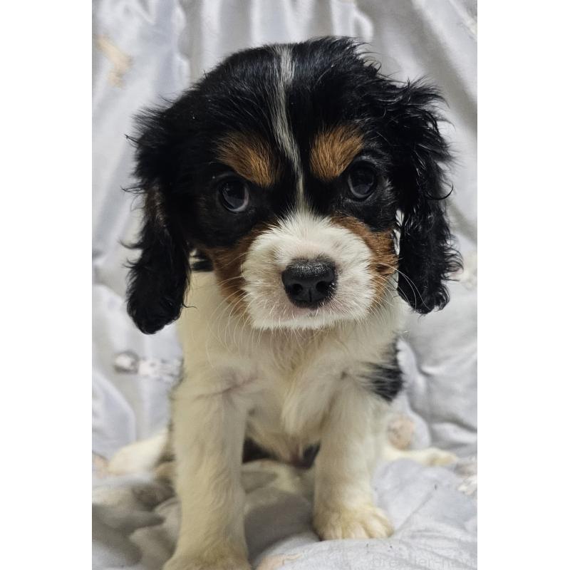販売中の岩手県のキャバリアキングチャールズスパニエル-429194の1枚目