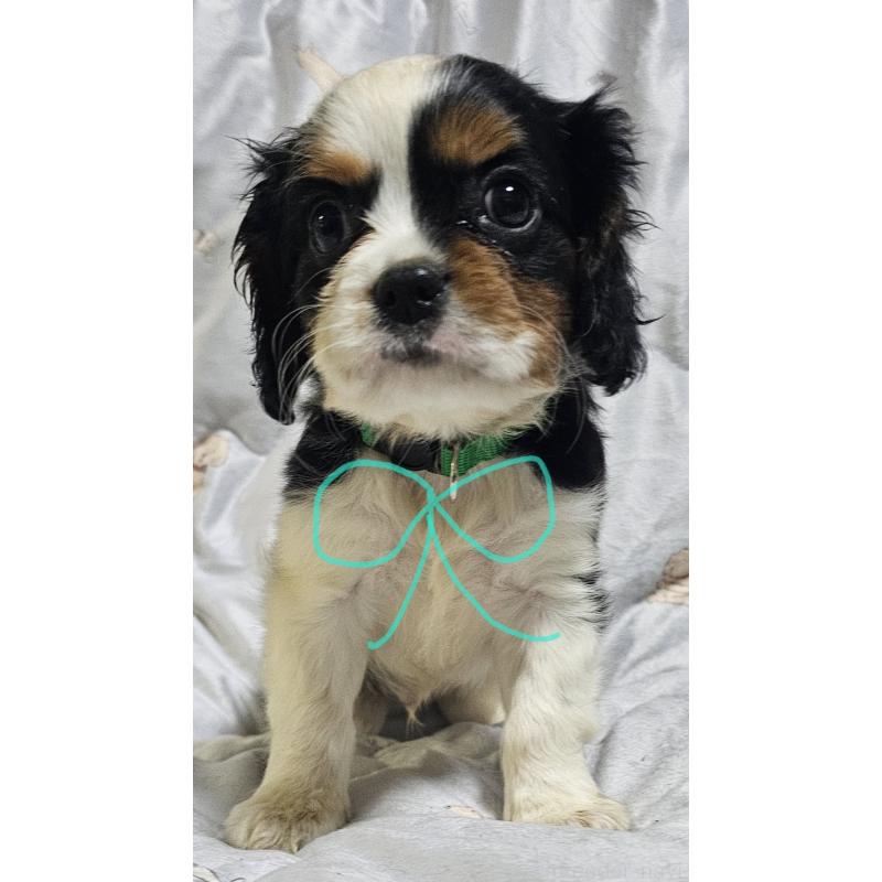 販売中の岩手県のキャバリアキングチャールズスパニエル-429195