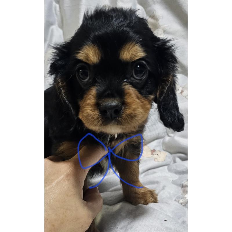 販売中の岩手県のキャバリアキングチャールズスパニエル-429196