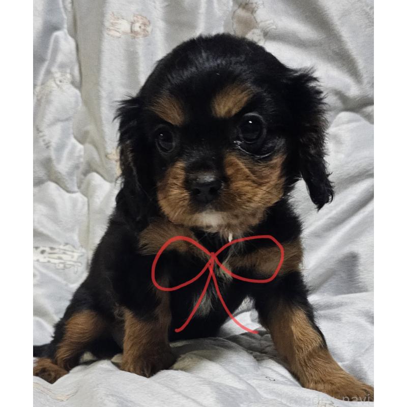 販売中の岩手県のキャバリアキングチャールズスパニエル-429197