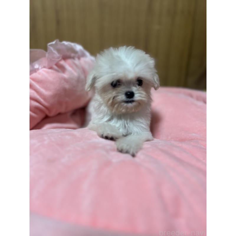 販売中の埼玉県のミックス犬-429198の7枚目