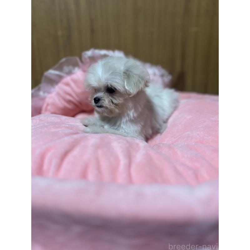 販売中の埼玉県のミックス犬-429198の6枚目