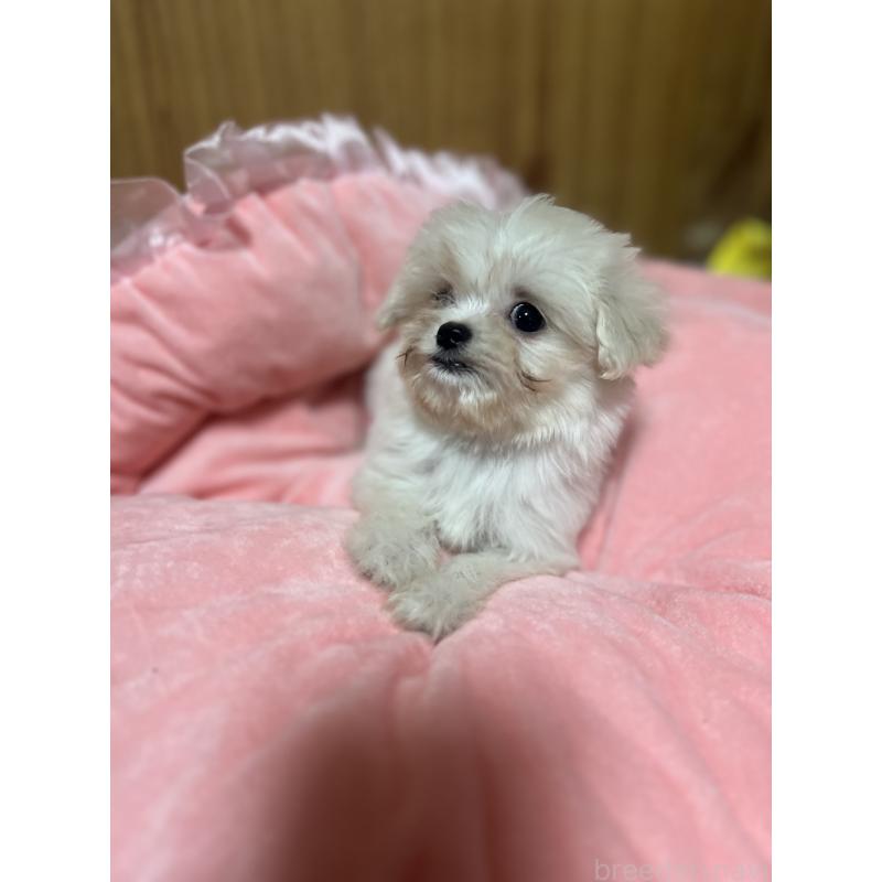 販売中の埼玉県のミックス犬-429198の4枚目