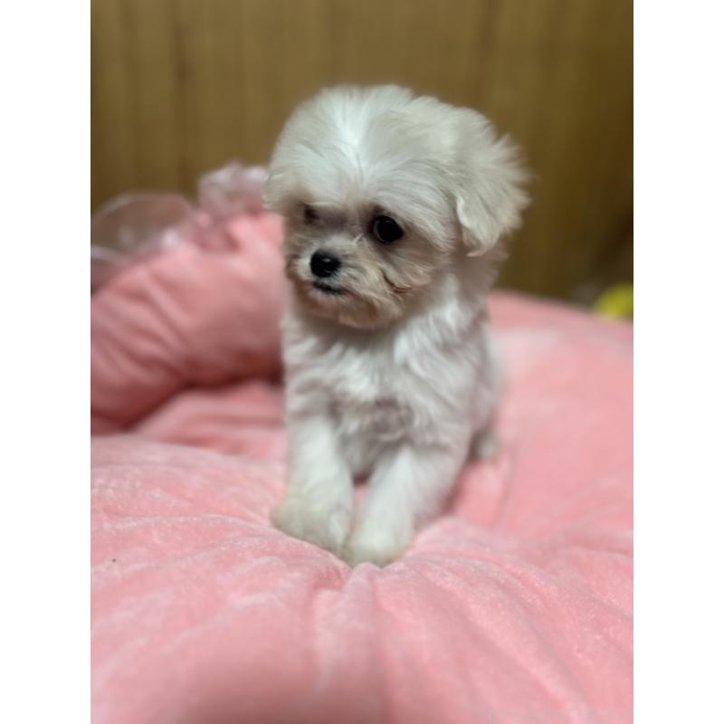 販売中の埼玉県のミックス犬-429198の3枚目