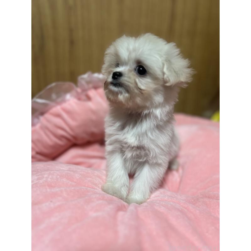 販売中の埼玉県のミックス犬-429198の2枚目