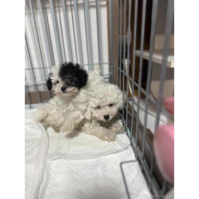 販売中の埼玉県のトイプードル-417041の2枚目