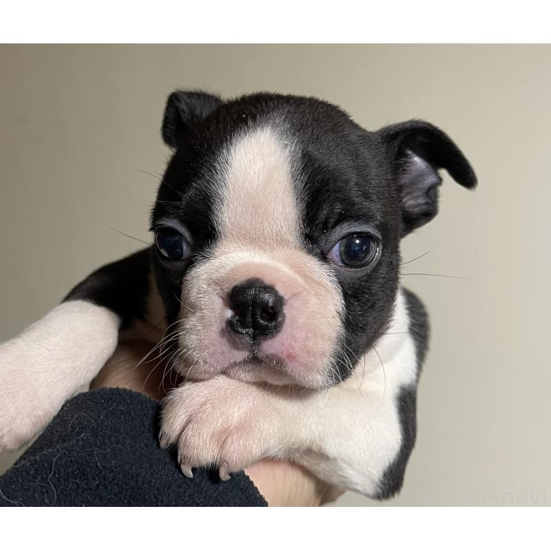 販売中の岡山県のボストンテリア-420781の5枚目