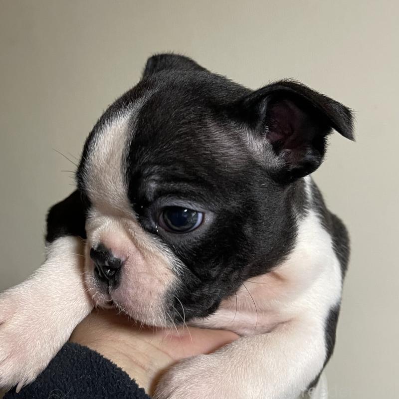 販売中の岡山県のボストンテリア-420781の4枚目