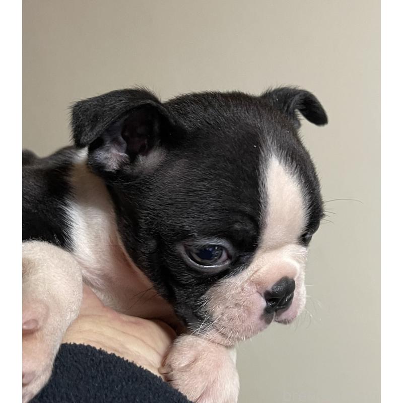 販売中の岡山県のボストンテリア-420781の3枚目