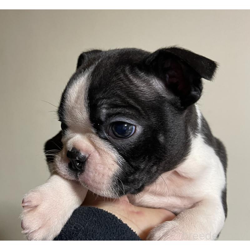 販売中の岡山県のボストンテリア-420781の2枚目