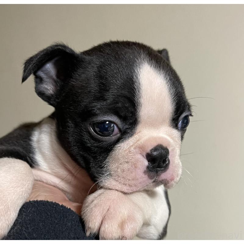 販売中の岡山県のボストンテリア-420781