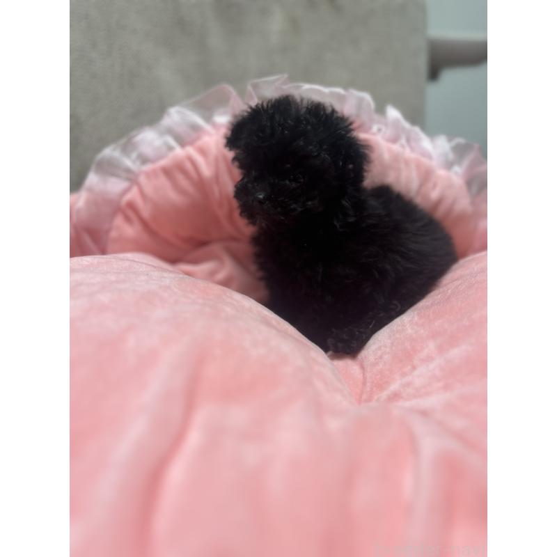 販売中の埼玉県のティーカッププードル-429201の7枚目