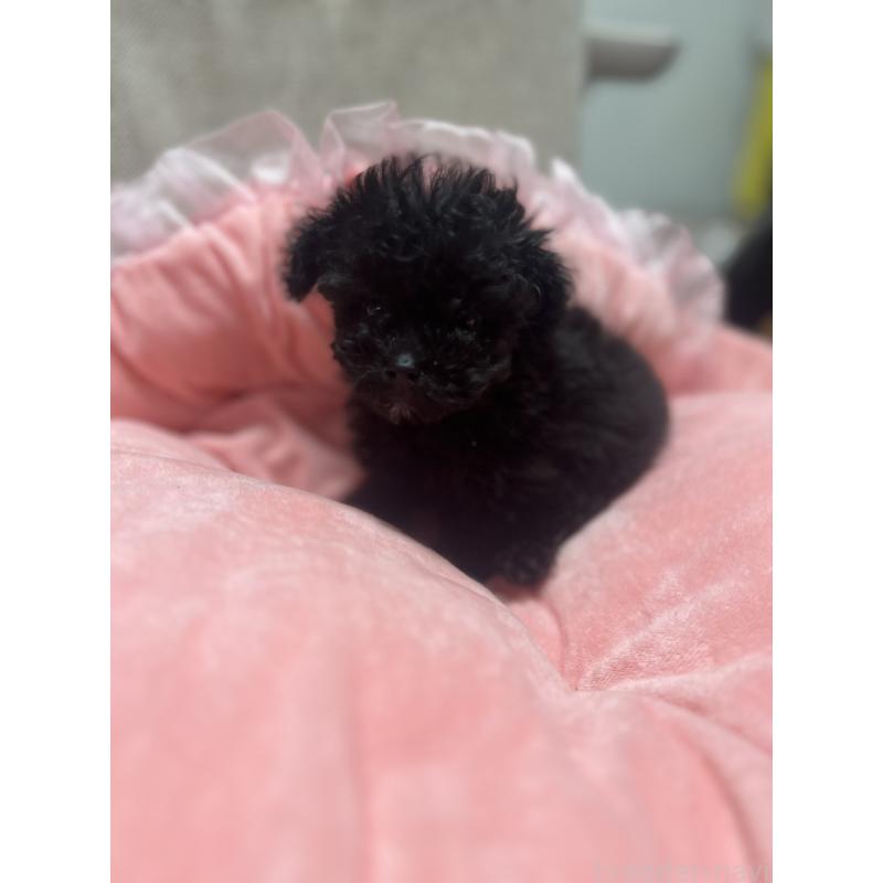 販売中の埼玉県のティーカッププードル-429201の6枚目