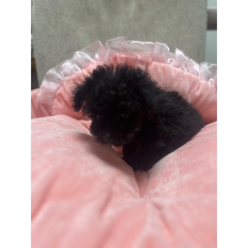 販売中の埼玉県のティーカッププードル-429201の5枚目