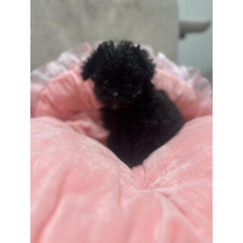 販売中の埼玉県のティーカッププードル-429201の4枚目