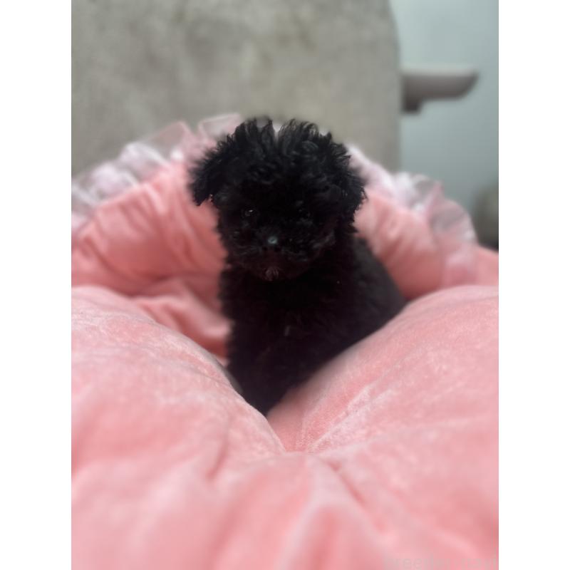 販売中の埼玉県のティーカッププードル-429201の3枚目