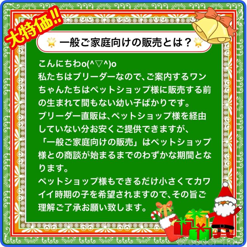 販売中の大阪府のフレンチブルドッグ-429200の12枚目