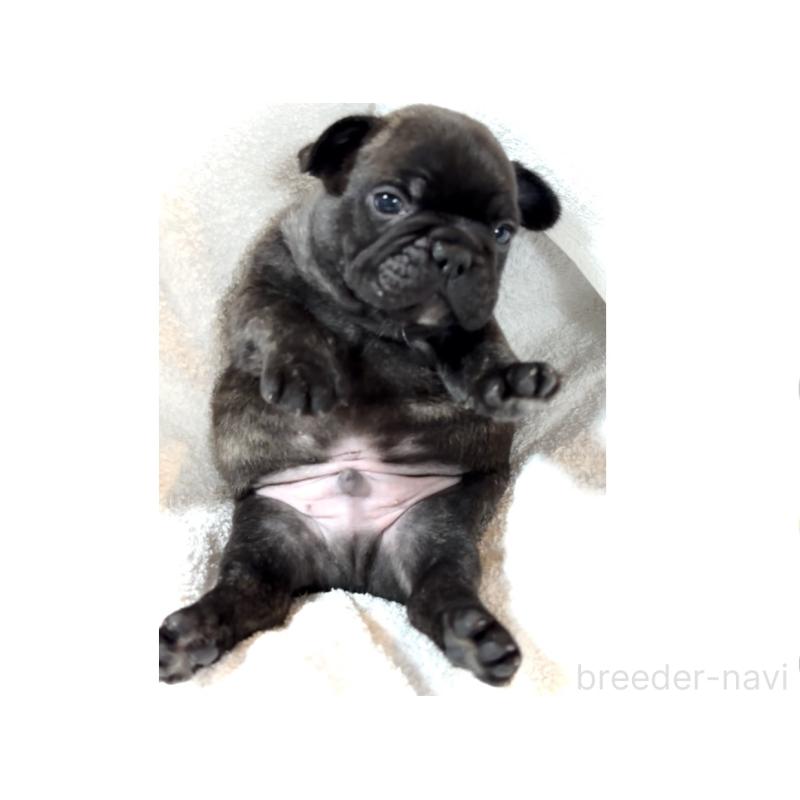 販売中の大阪府のフレンチブルドッグ-429200の11枚目