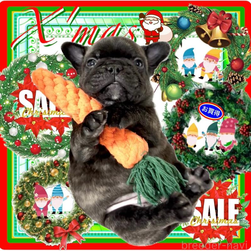 販売中の大阪府のフレンチブルドッグ-429200の10枚目