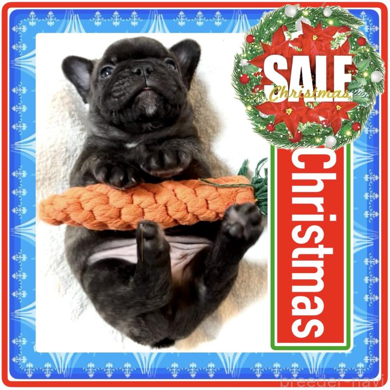 販売中の大阪府のフレンチブルドッグ-429200の9枚目