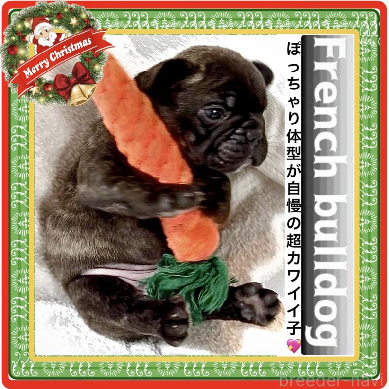 販売中の大阪府のフレンチブルドッグ-429200の8枚目