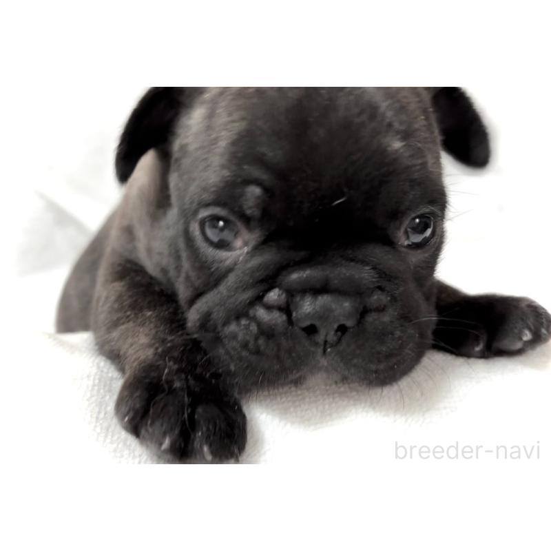 販売中の大阪府のフレンチブルドッグ-429200の7枚目