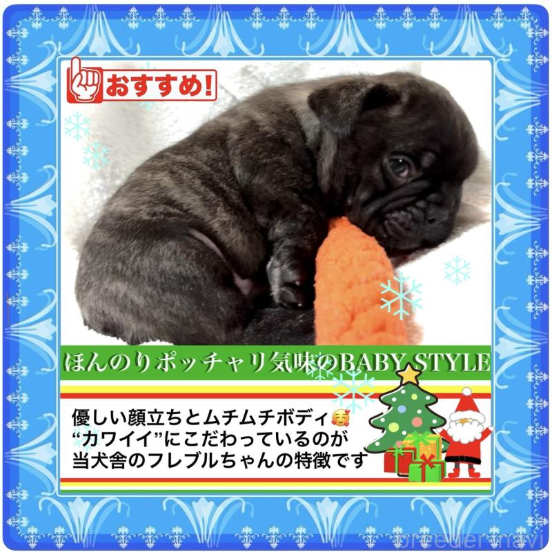 販売中の大阪府のフレンチブルドッグ-429200の6枚目