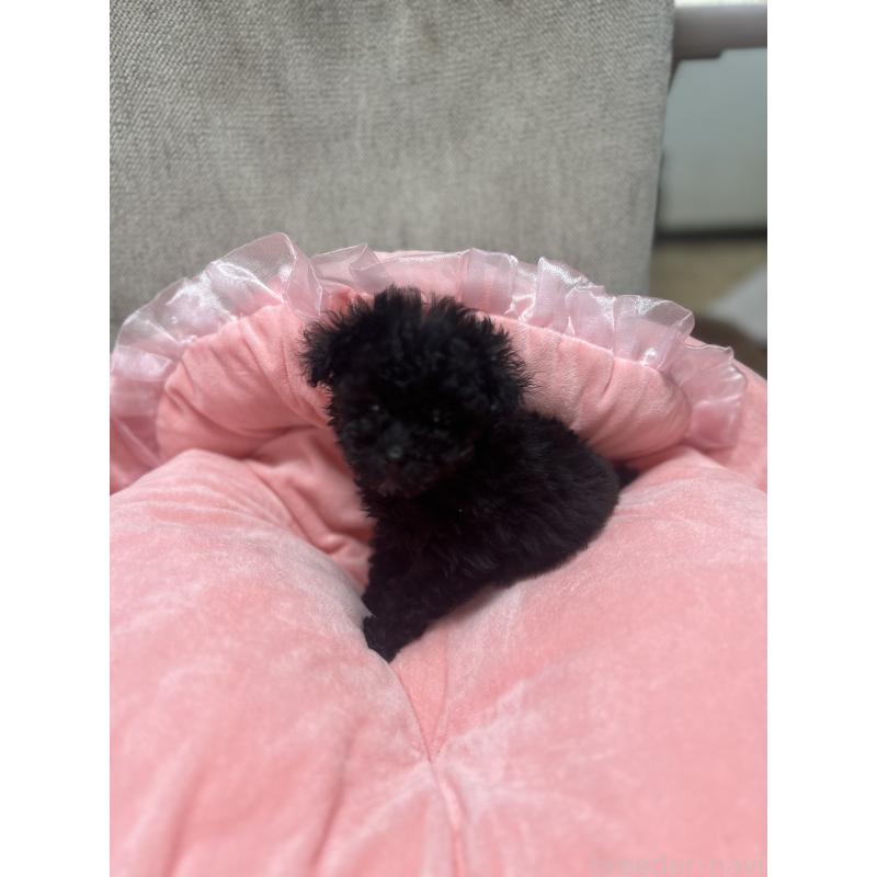 販売中の埼玉県のティーカッププードル-429201の2枚目