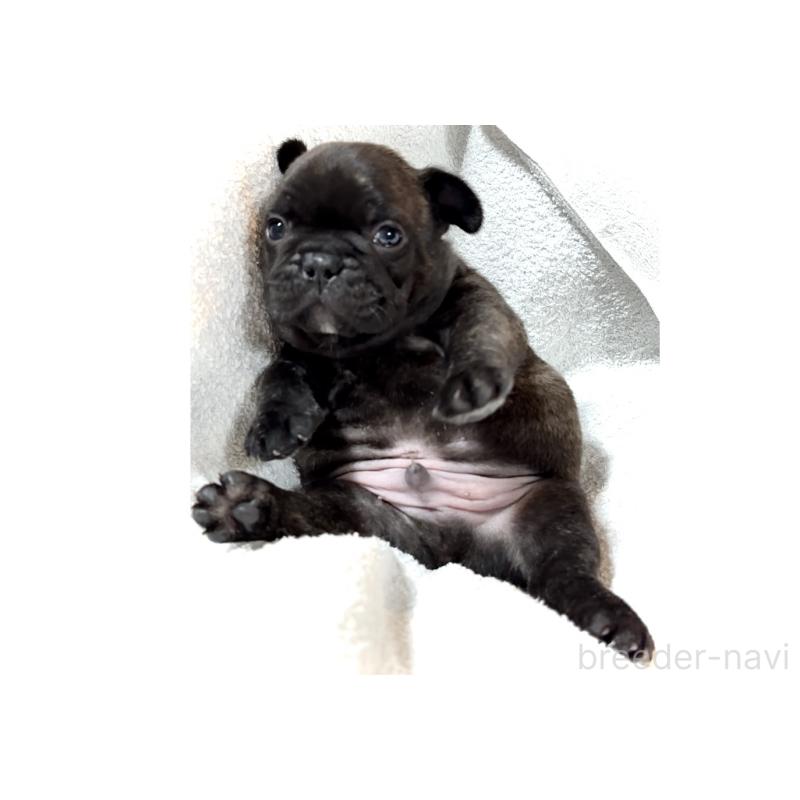 販売中の大阪府のフレンチブルドッグ-429200の5枚目