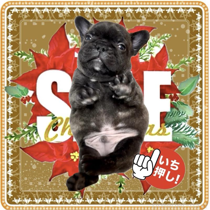 販売中の大阪府のフレンチブルドッグ-429200の4枚目