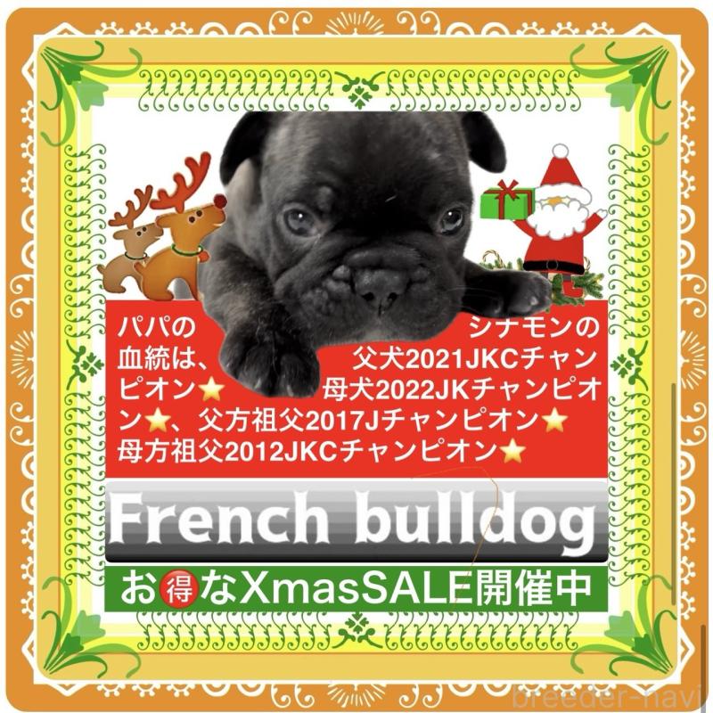 販売中の大阪府のフレンチブルドッグ-429200の3枚目