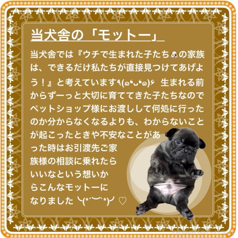 販売中の大阪府のフレンチブルドッグ-429200の2枚目