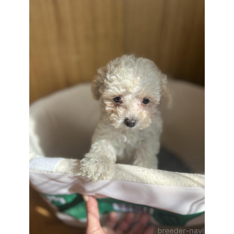 販売中の埼玉県のタイニープードル-429202の6枚目