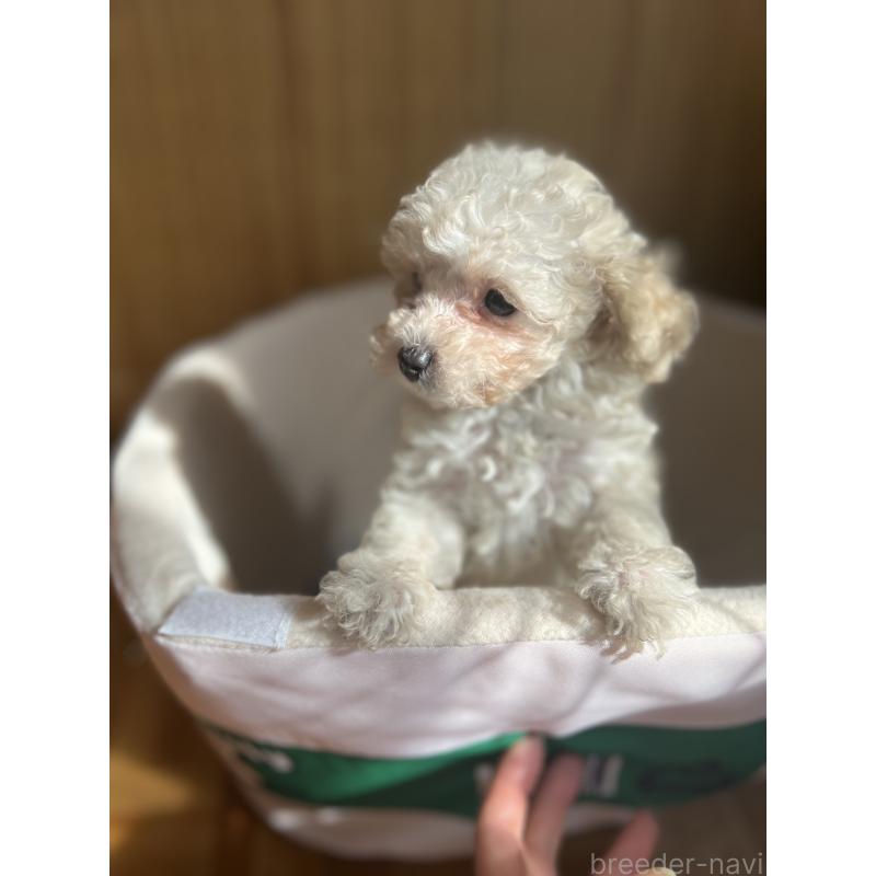 販売中の埼玉県のタイニープードル-429202の5枚目