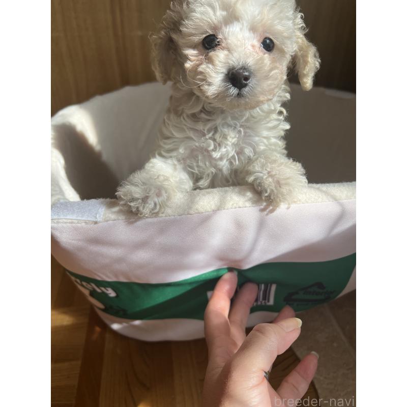 販売中の埼玉県のタイニープードル-429202の4枚目