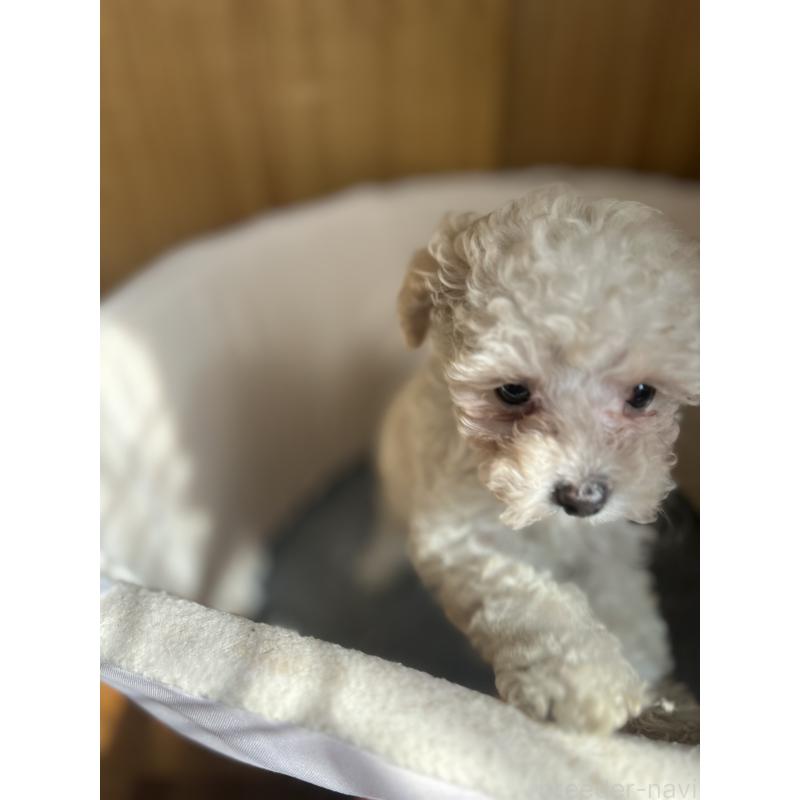 販売中の埼玉県のタイニープードル-429202の3枚目