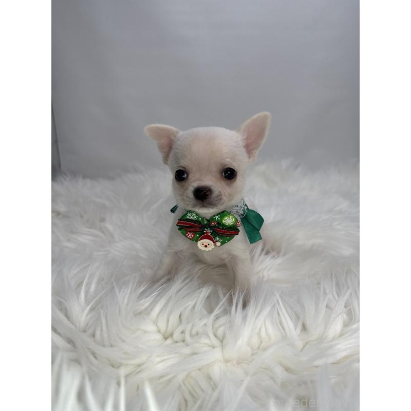 販売中の京都府のチワワ(スムースコート)-429416の4枚目