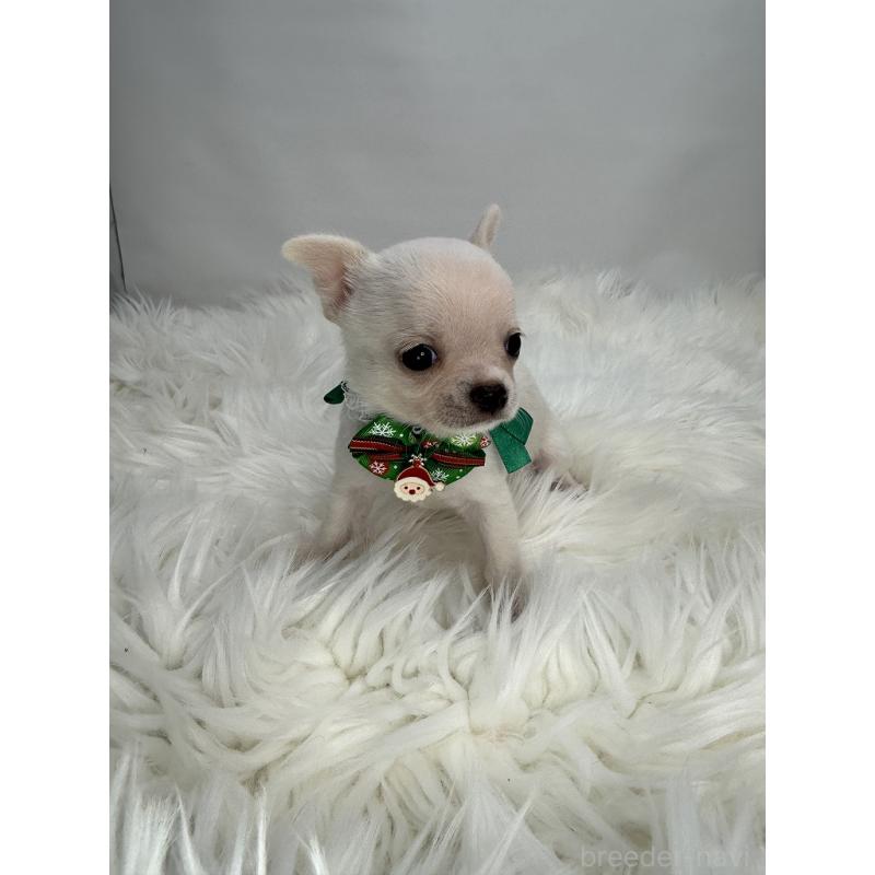 販売中の京都府のチワワ(スムースコート)-429416の3枚目