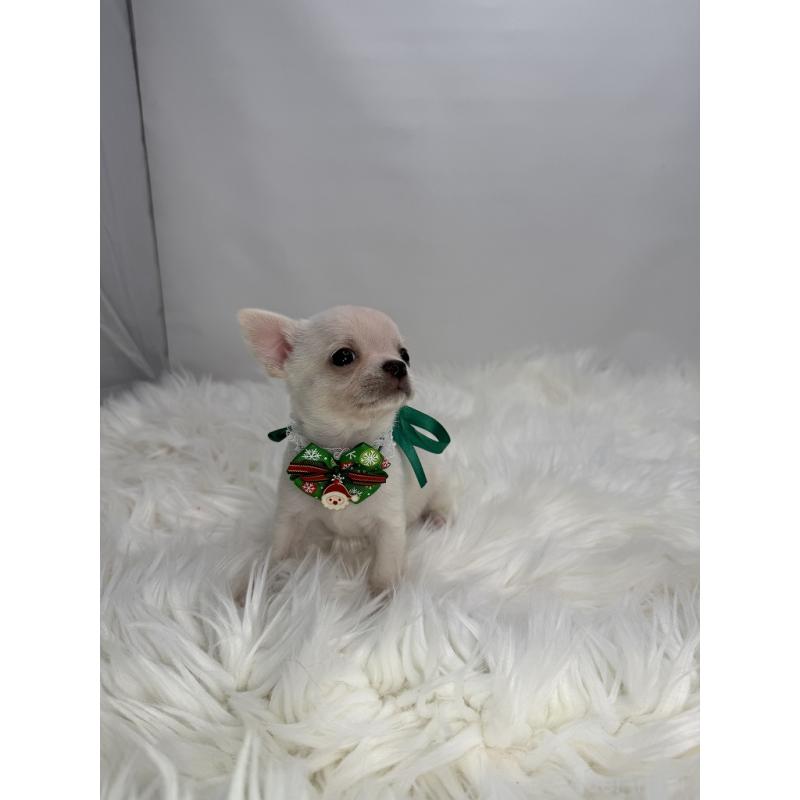 販売中の京都府のチワワ(スムースコート)-429416の2枚目