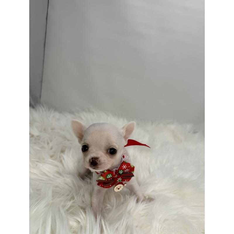 販売中の京都府のチワワ(スムースコート)-429417の4枚目