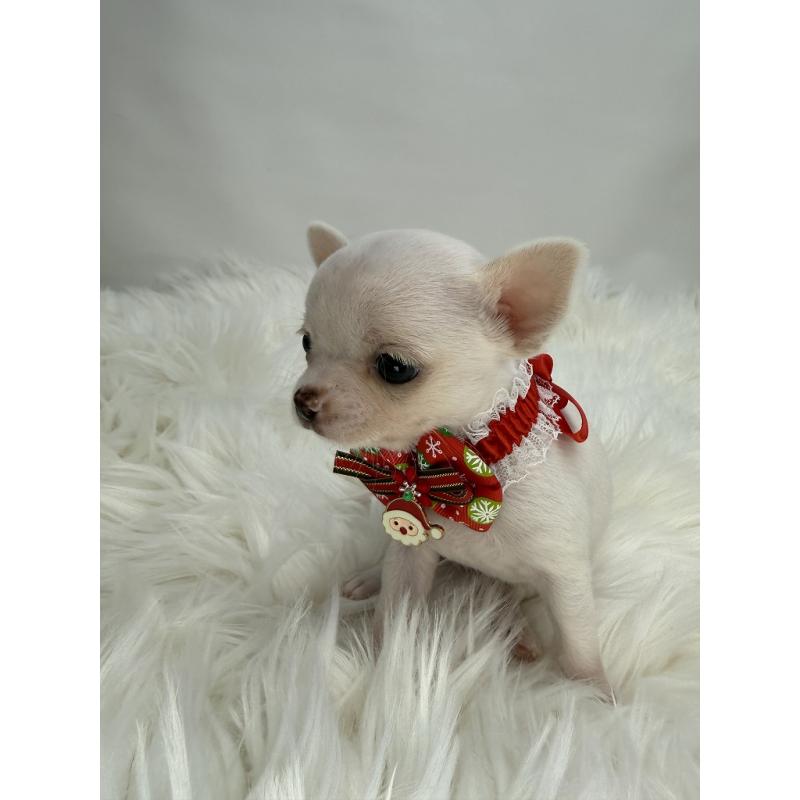 販売中の京都府のチワワ(スムースコート)-429417の3枚目