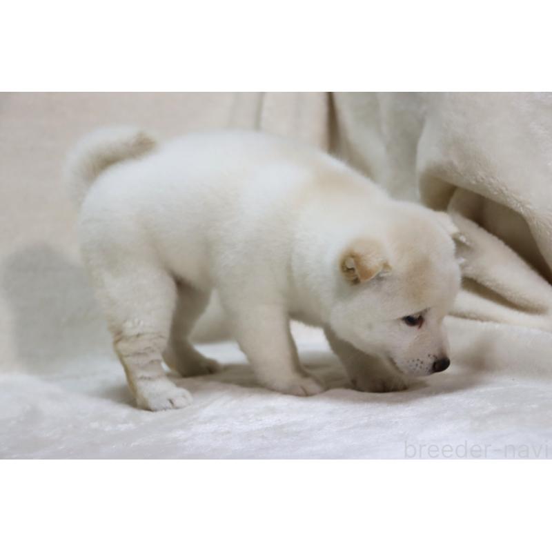 商談中の滋賀県の柴犬-429418の4枚目