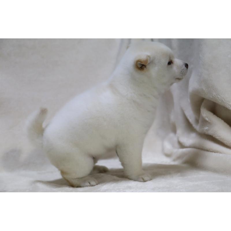 商談中の滋賀県の柴犬-429418の3枚目